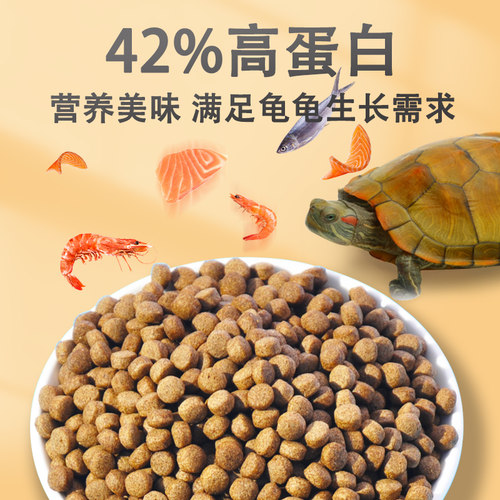 纯正石金钱龟招财宠物龟小乌龟活物小青龟苗黄金龟苗纯正海南三线 - 图3