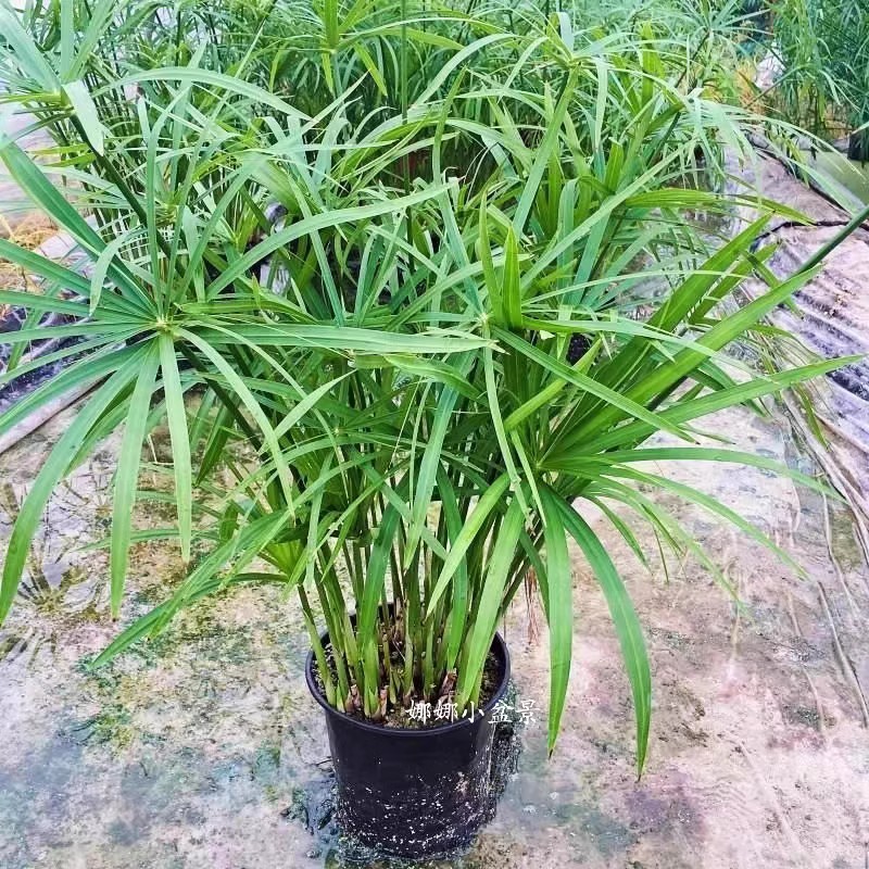 水竹水生水培植物 龟水竹盆栽 水棕竹 鱼缸水池塘旱伞草 风车草苗 - 图1