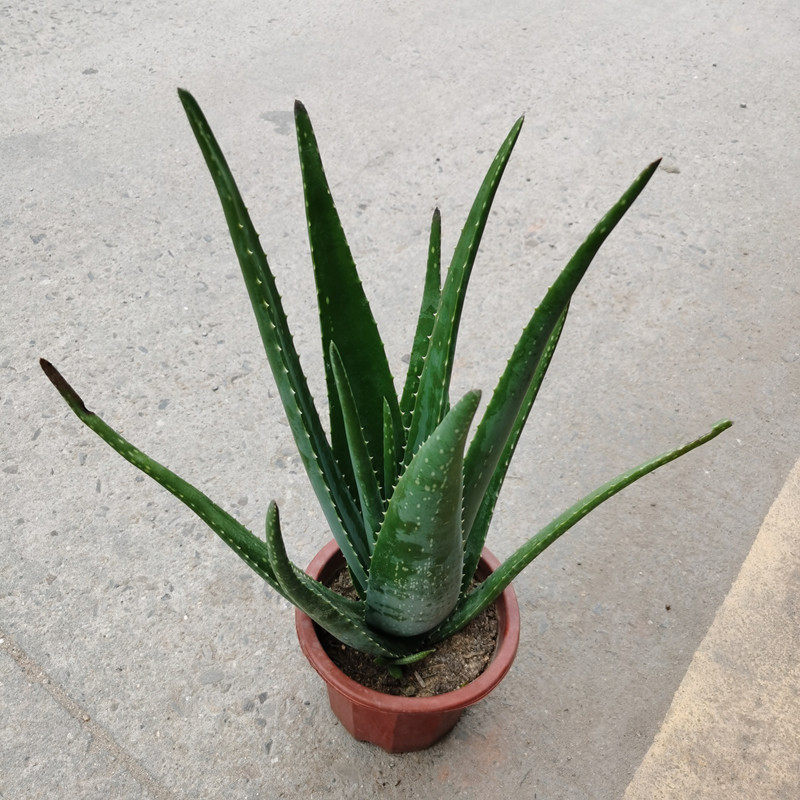 库拉索芦荟盆栽美容美肤新鲜大棵美国库拉索大芦荟阳台庭院绿植