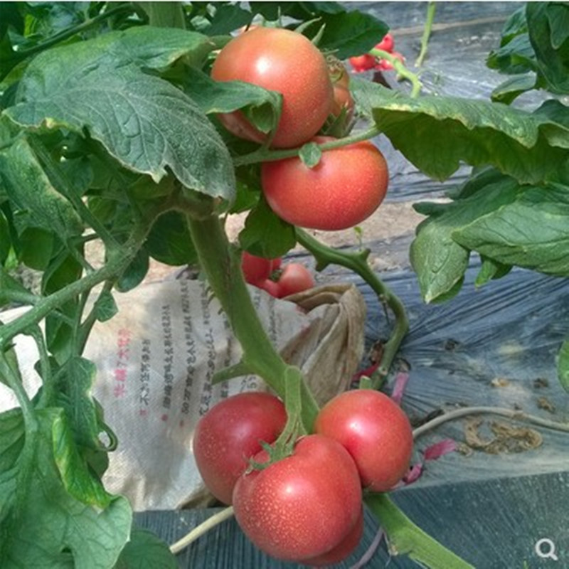金棚一号粉果番茄种子金棚三号大红番茄种子老品种孑种籽西红柿种
