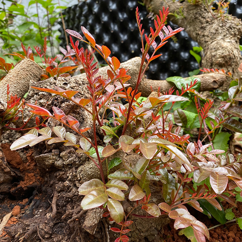 云南清香木贵柳羊蹄甲小石积铁马鞭生桩盆栽老桩直播连接一物一拍,淘宝优惠券,粉丝福利购,淘宝优惠卷