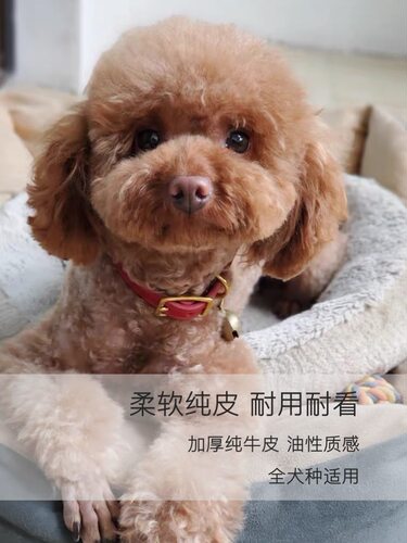 雍友 铜扣油性质感柔软牛皮宠物项圈小中大型犬猫狗狗脖圈红黑色 - 图1