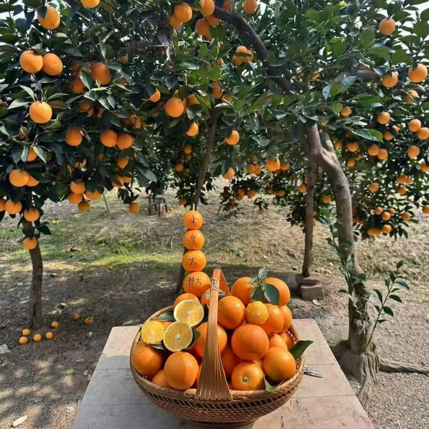 正宗湖南怀化麻阳冰糖橙现摘现发当季新鲜水果橙子整箱9斤装包邮,淘宝优惠券,粉丝福利购,淘宝优惠卷