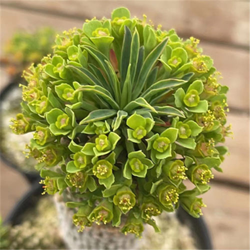 进口多肉植物 铁甲麒麟白桦麒麟峨眉山一物一拍块根包邮顺丰 - 图2