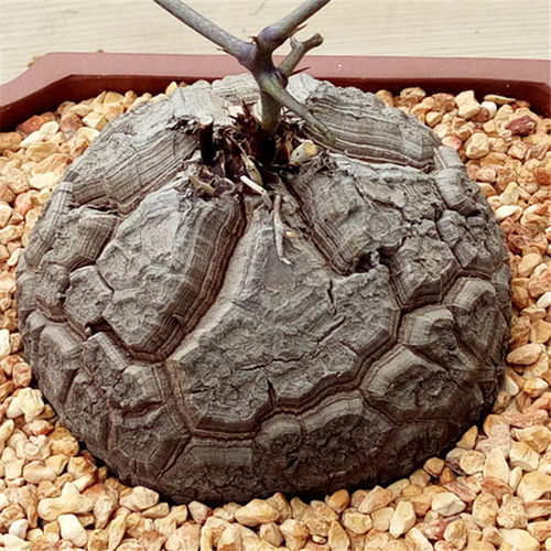 南非龟甲龙一物一拍盆栽爬藤块根多肉植物带盆栽好包邮发货顺丰 - 图0