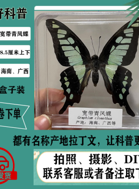 昆虫标本蝴蝶标本展蝴蝶
