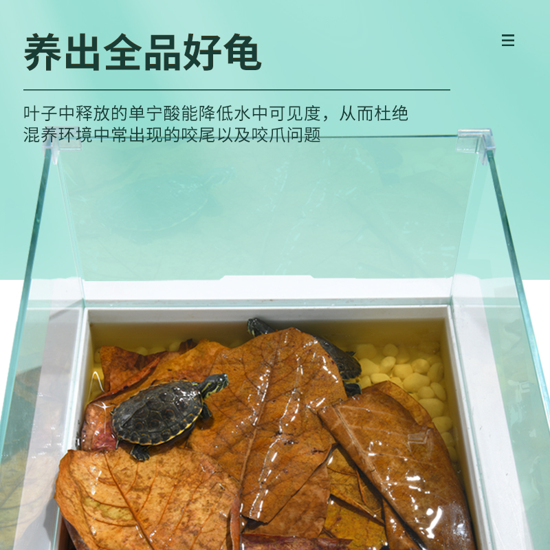 yee乌龟鱼缸养龟龙眼叶懒人叶降酸斗鱼缸ph值调节龟缸躲避免煮,淘宝优惠券,粉丝福利购,淘宝优惠卷