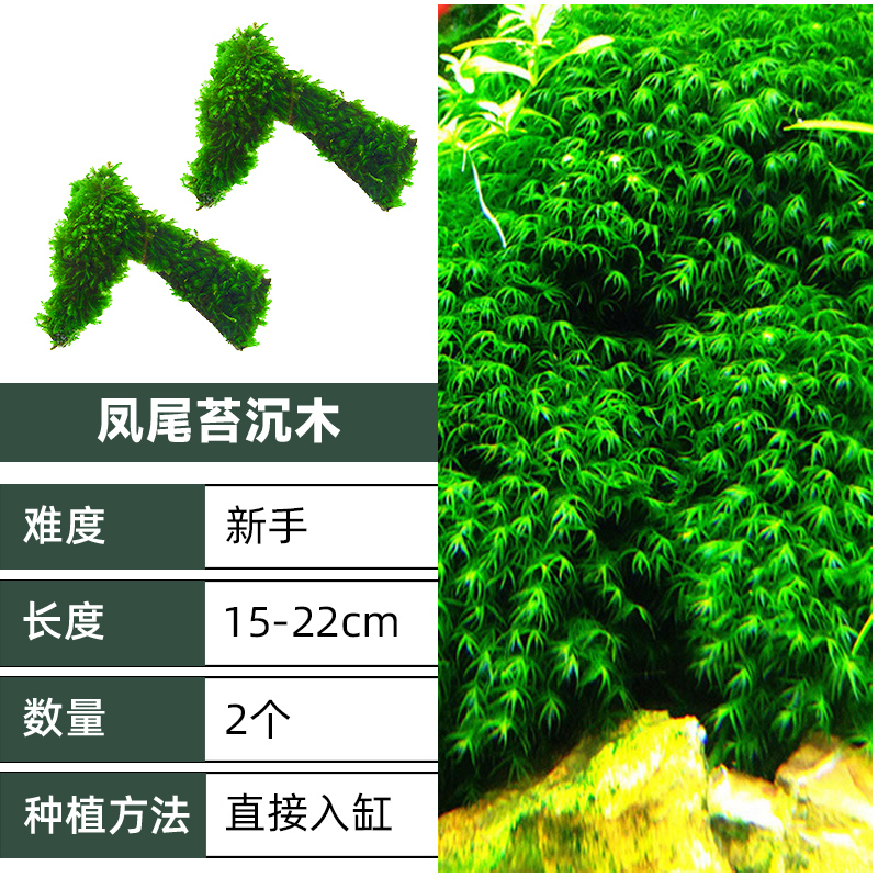 莫斯树水草成品鱼缸造景套餐草缸装饰懒人莫斯植物阴性真水草植物-图2