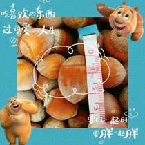 Northeastern large hazelnut raw hazelnut raw pine nuts full of grain