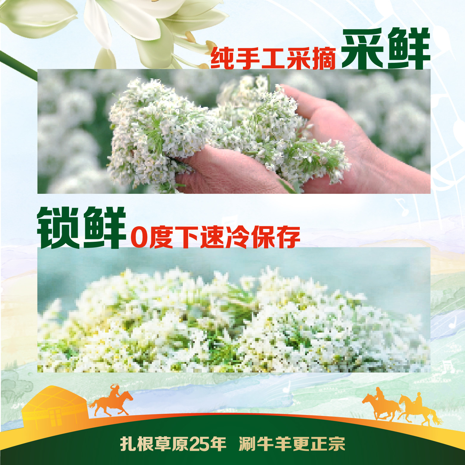 草原红太阳大粒韭花酱200g野生草原特产下饭酱牛羊肉火锅蘸料调料