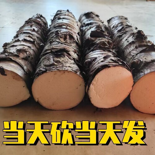 滴水观音艾灸 深山艾灸药用老桩 正宗野生海芋尖尾芋当天砍当天发 - 图0