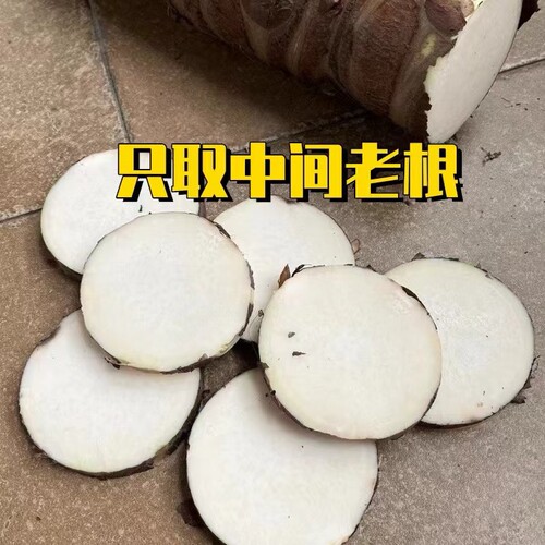 滴水观音艾灸 深山艾灸药用老桩 正宗野生海芋尖尾芋当天砍当天发 - 图1