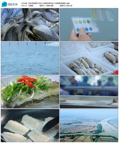 Bass Fish Breeding Seafood Products Processed Marine Fish Bass Fish Processed Raw Fresh Seafood Video Material