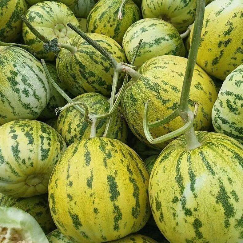 山东八里香香瓜花蕾花姑娘甜瓜玉菇应季水果时令鲜果