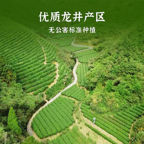 2026新茶上市 龙井茶包牛皮纸一级250g龙冠自饮绿茶叶自饮口粮茶 - 图3
