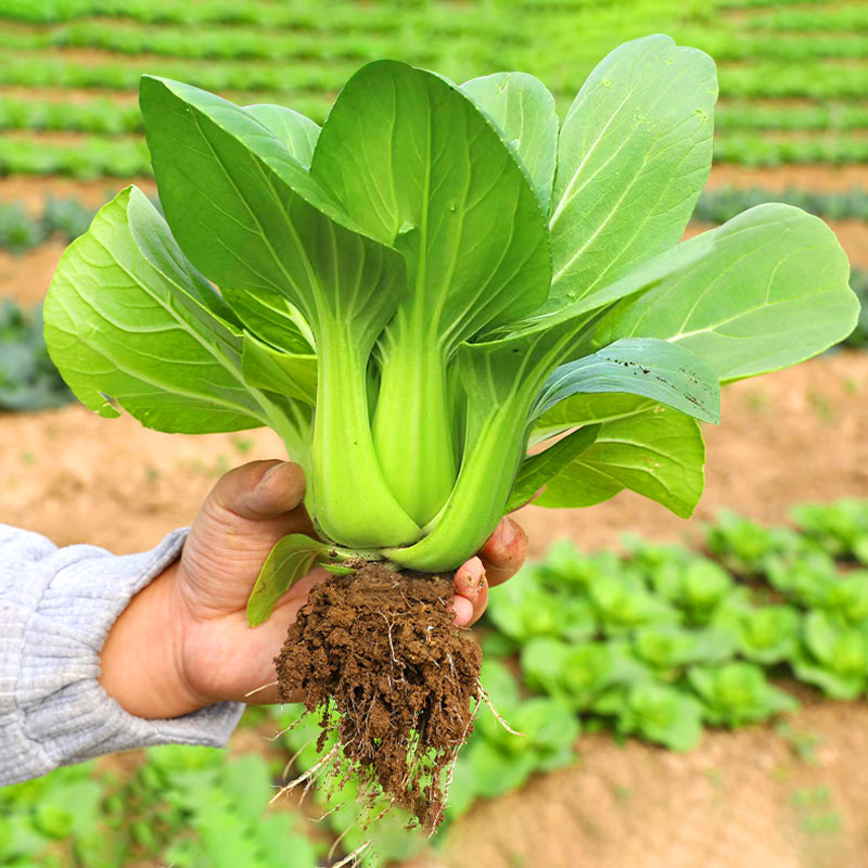 苏州青种子青梗菜种籽上海青孑子小青菜大全四季菜苗蔬菜春季菜种 - 图3