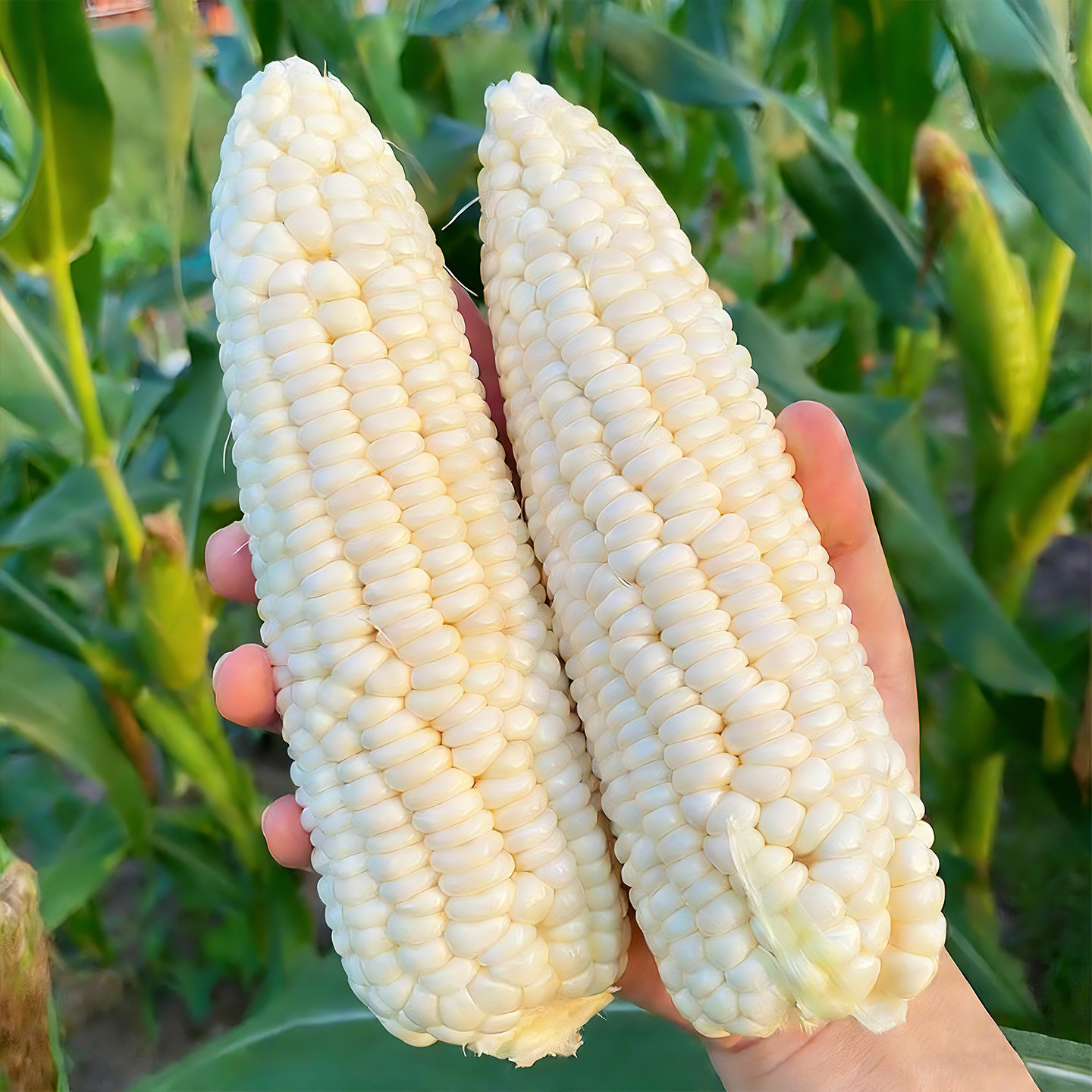 白甜糯玉米种子澳甜糯75白高产大棒超甜水果玉米籽种国审苞米种子,淘宝优惠券,粉丝福利购,淘宝优惠卷