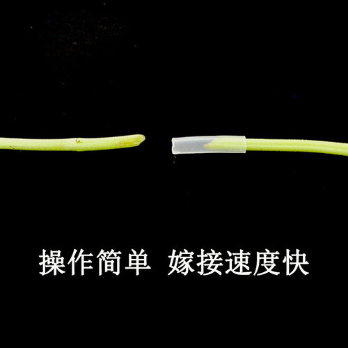 蔬菜育苗嫁接套管黄瓜番茄西瓜茄子通用透明塑料管嫁接管嫁接夹苗 - 图2
