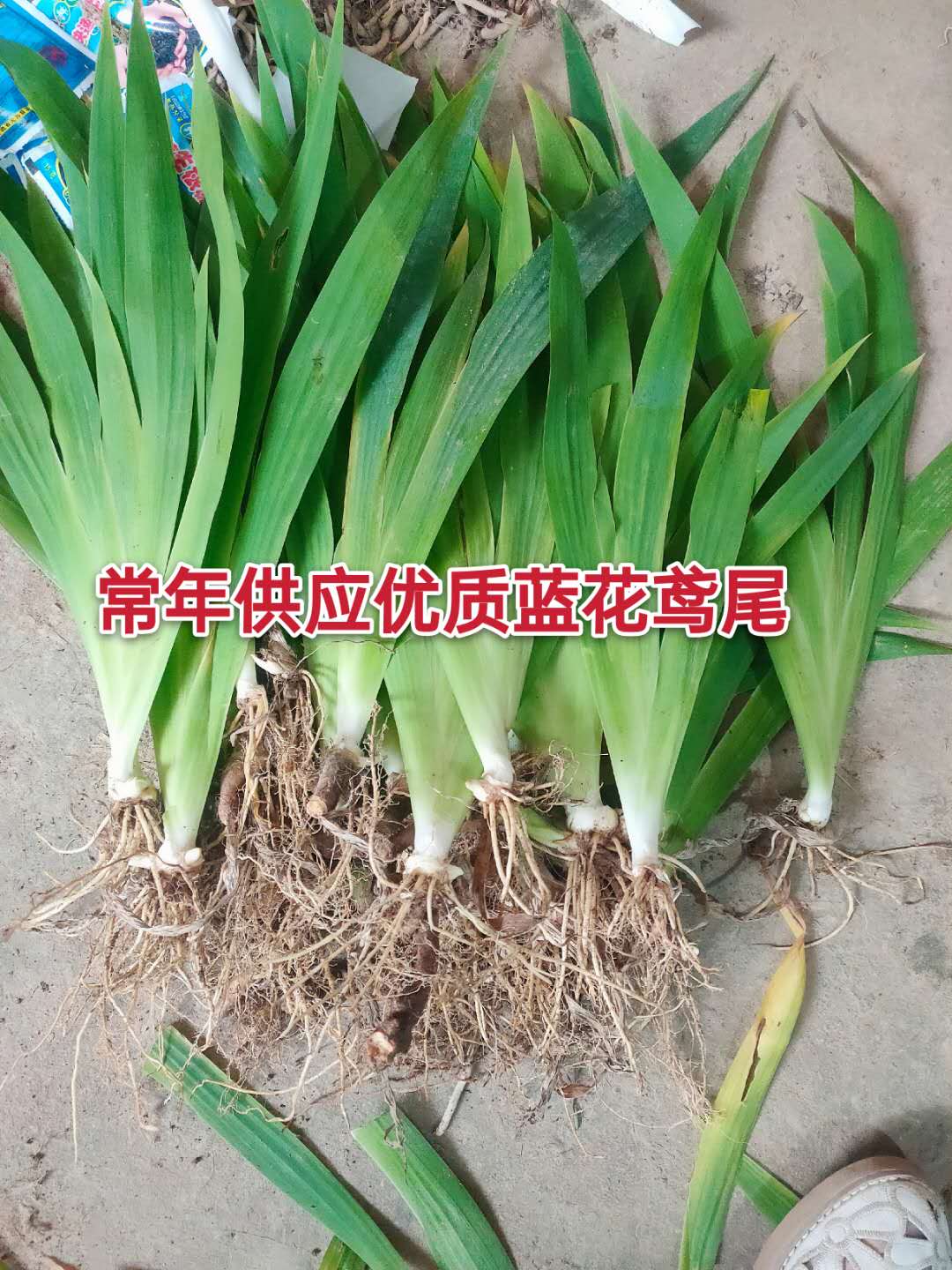 鸢尾花苗庭院道路绿化苗蝴蝶兰苗盆栽蓝花鸢尾苗素心兰花地被植物 - 图2