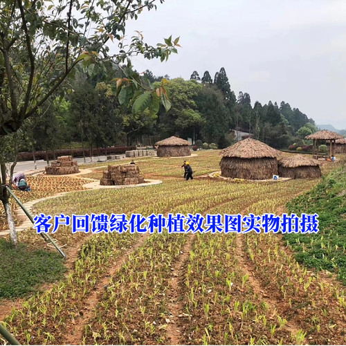 黄花菜根苗食用黄花菜种植苗四季蔬菜苗多年生金针菜苗根忘忧草苗 - 图2