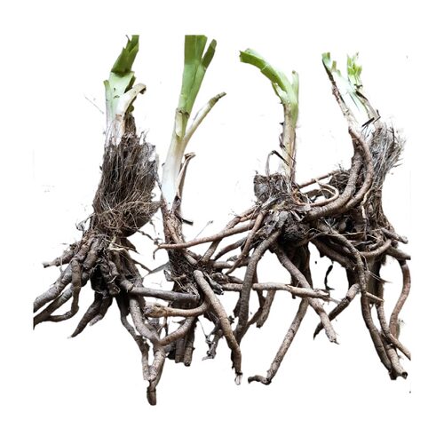 黄花菜根苗食用黄花菜种植苗四季蔬菜苗多年生金针菜苗根忘忧草苗 - 图3