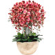 High-end hand-feel dried flower and green plant potted indoor Phalaenopsis
