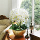 High-end hand-feel dried flower and green plant potted indoor Phalaenopsis