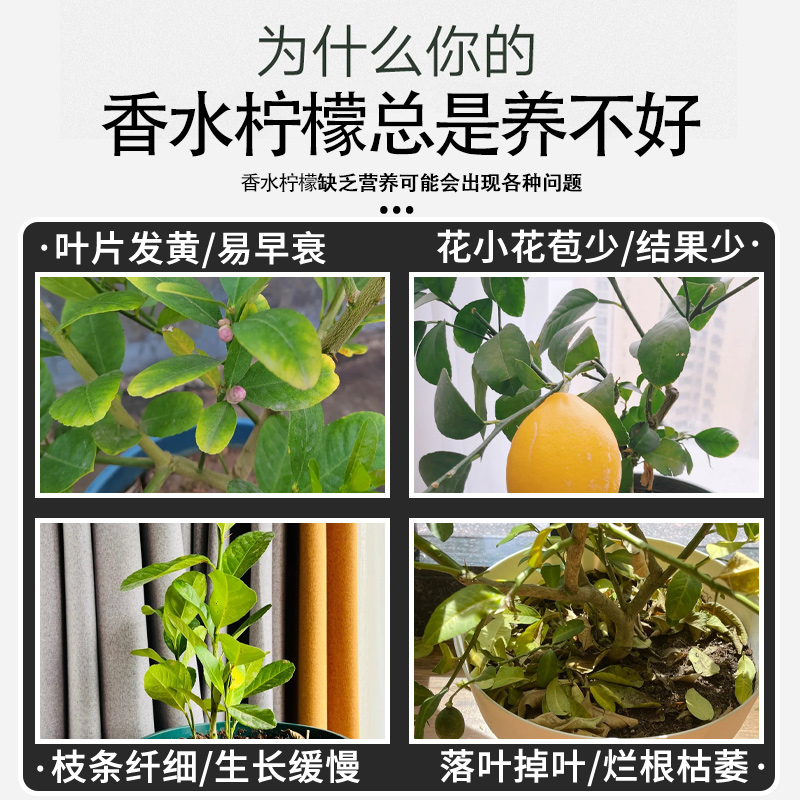 柠檬树肥料专用肥营养液青柠檬盆栽植物果树树苗香水柠檬有机花肥 - 图1