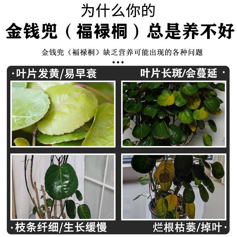 金钱兜肥料圆叶福禄桐专用肥盆栽营养液绿叶喷施肥有机复合颗粒肥,淘宝优惠券,粉丝福利购,淘宝优惠卷