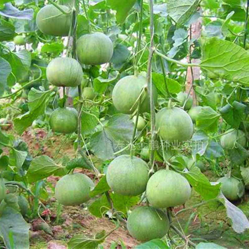 冰美人绿宝甜瓜籽10粒2.8元绿宝石甜瓜绿皮绿肉薄皮满28元包邮,淘宝优惠券,粉丝福利购,淘宝优惠卷