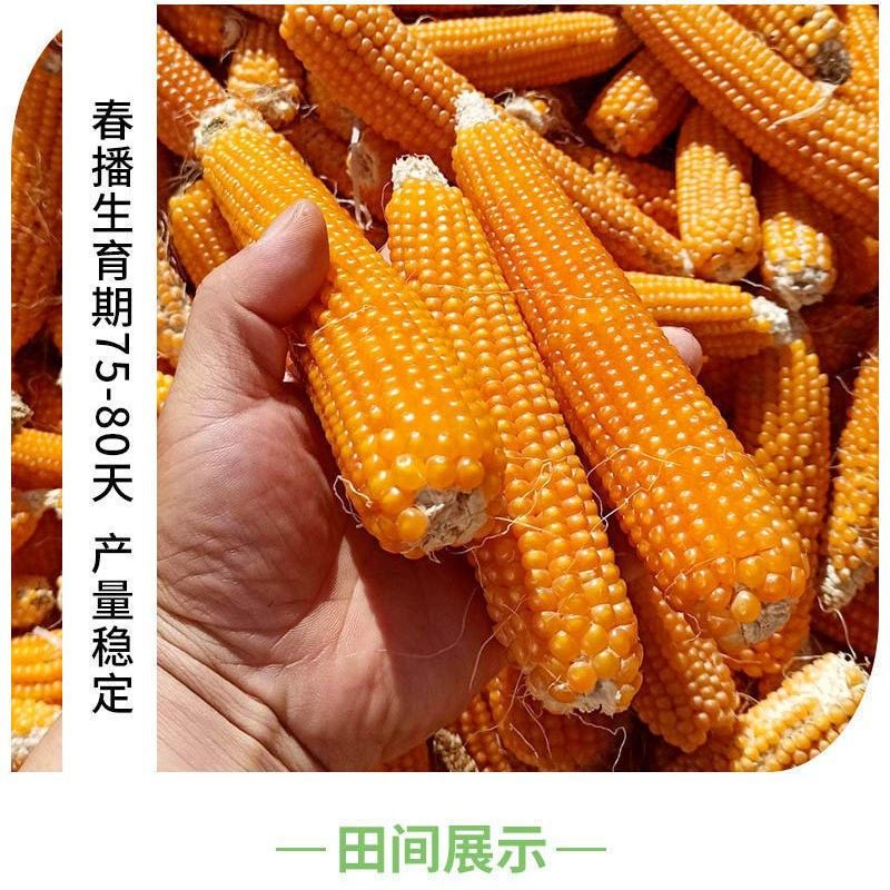 玉米籽合集农科糯336斯达糯44金银水果黑糯黄糯白糯彩甜糯玉米籽,淘宝优惠券,粉丝福利购,淘宝优惠卷