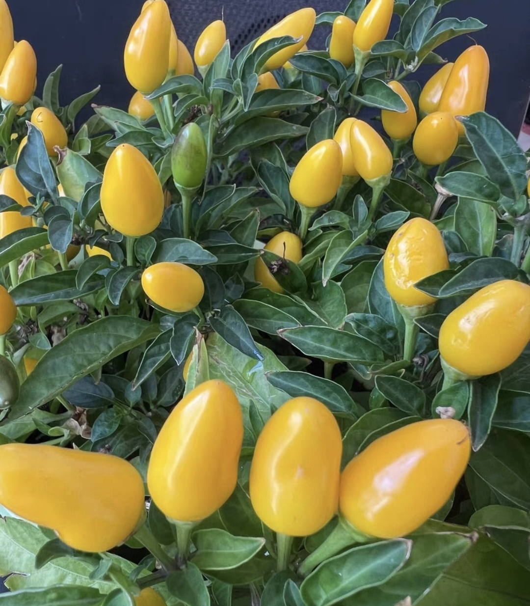 传家宝萨尔萨舞曲辣椒种子4粒6元黄色朝天椒满28元包邮 - 图2