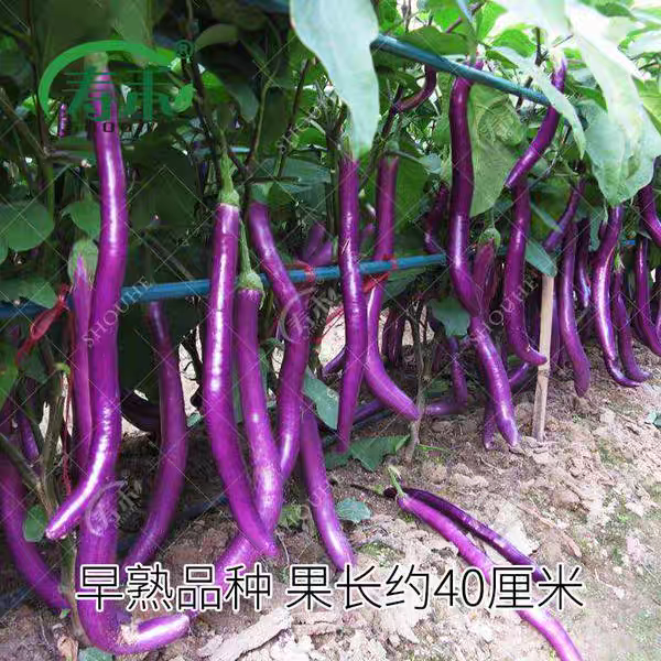 杭茄一号长茄种子20粒3元线茄籽肉质细腻耐旱抗性强,淘宝优惠券,粉丝福利购,淘宝优惠卷