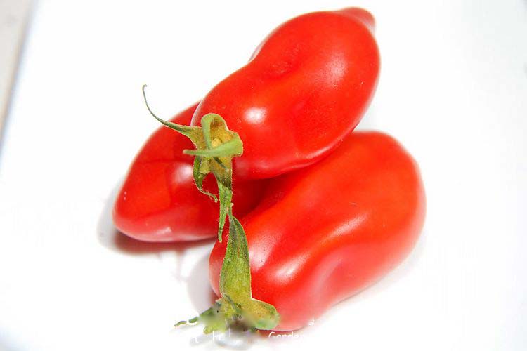 意大利传家宝圣马扎诺 San Marzano Lungo自留种子5粒4元28包邮 - 图0