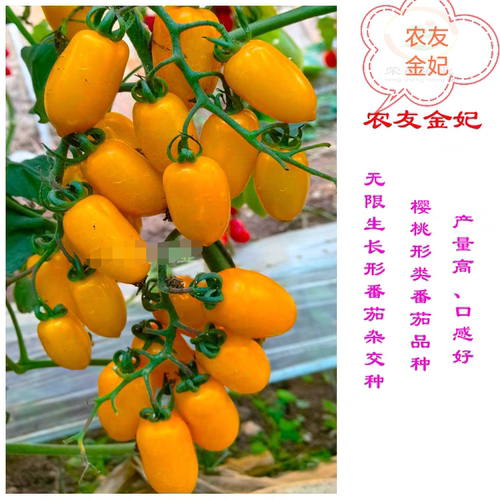 F1台湾农友金妃小番茄种子5粒5元耐青枯黄色圣女果樱桃番28元包邮 - 图1