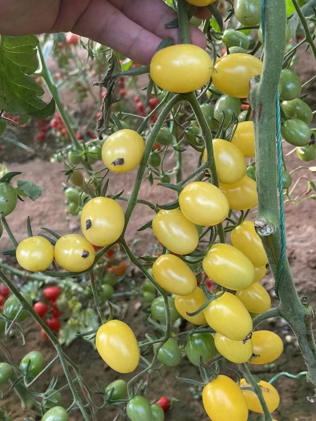 抗TY奶油天使（白衣天使）小番茄种子5粒7.6元F1皮薄糖度高,淘宝优惠券,粉丝福利购,淘宝优惠卷