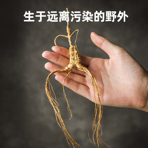 疆芸人参山参正品东北特产老山参林下参礼盒养生茶泡酒料煲汤