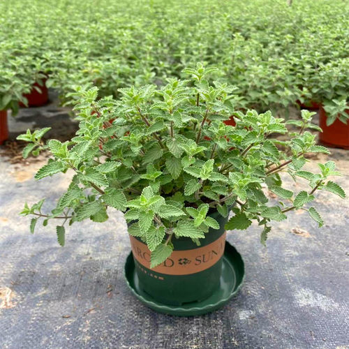 猫薄荷盆栽新鲜可食用薄荷叶庭院室内水培驱蚊植物薄荷苗绿植花卉 - 图1