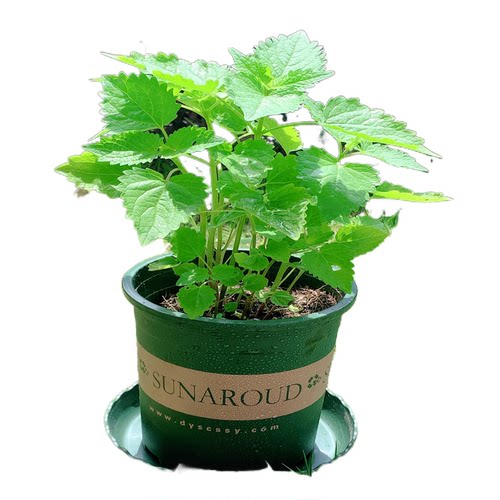 藿香苗盆栽可食用新鲜香叶植物 庭院阳台庭院可种植 五香叶鱼香草 - 图3