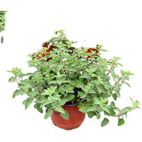 猫薄荷盆栽新鲜可食用薄荷叶庭院室内水培驱蚊植物薄荷苗绿植花卉 - 图3