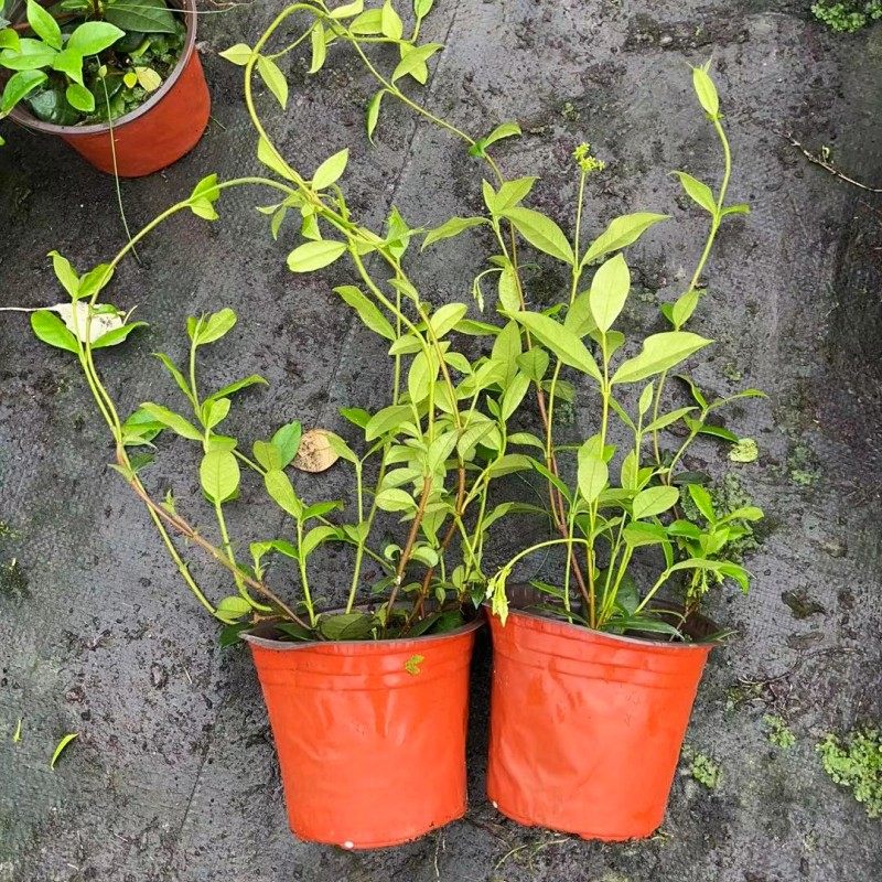 风车茉莉盆栽 阳台庭院耐阴耐寒清香型爬藤花卉植物 原土原盆发货,淘宝优惠券,粉丝福利购,淘宝优惠卷