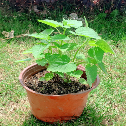 藿香苗盆栽可食用新鲜香叶植物 庭院阳台庭院可种植 五香叶鱼香草 - 图1