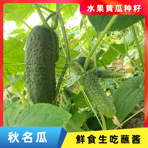 黄瓜种籽秋名瓜唐山秋瓜黑刺小型迷你水果生吃盆栽蔬菜瓜果种子 - 图1