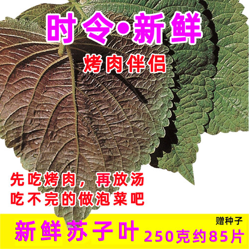 新鲜苏子叶紫苏叶烤肉食用叶子半背韩国泡菜包饭山东寿光蔬菜包邮 - 图0
