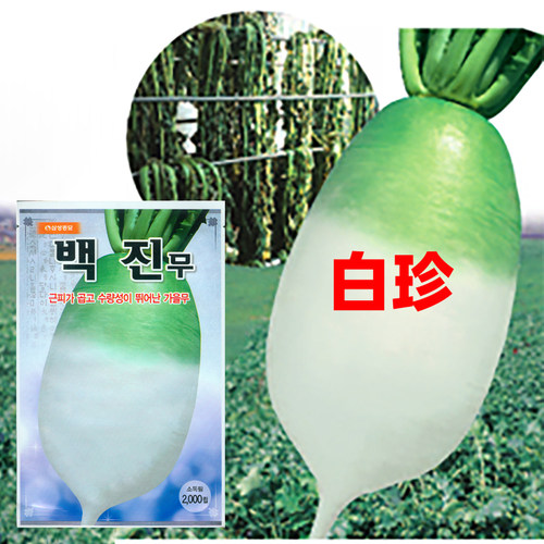 萝卜种子田珍青头首秋季腌泡菜高产韩国大白罗卜莱孑蔬菜种籽寿光 - 图1