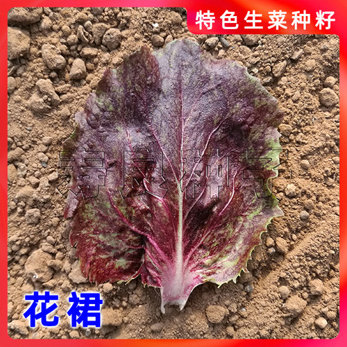生菜种子菊苣花裙紫红烤肉包饭四季特色韩国育种蔬菜籽寿光莱孑 - 图0