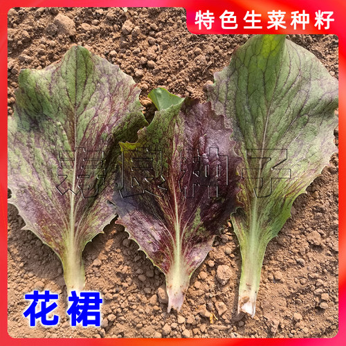 生菜种子菊苣花裙紫红烤肉包饭四季特色韩国育种蔬菜籽寿光莱孑 - 图1