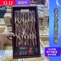 23 years of Lin Lower Ginseng Seeds 50 Kli Box Loaded Ginseng ginseng Changbai Mountain ginseng Long ginseng Tohoku Ginseng ginseng