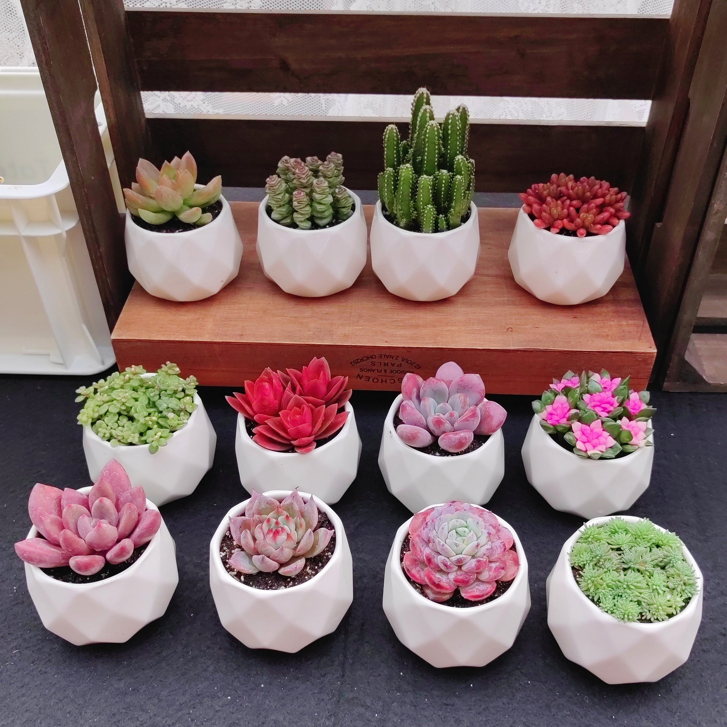 多肉植物小盆栽带盆栽种好成品送托盘和浇水壶中号盆新品好养特价,淘宝优惠券,粉丝福利购,淘宝优惠卷