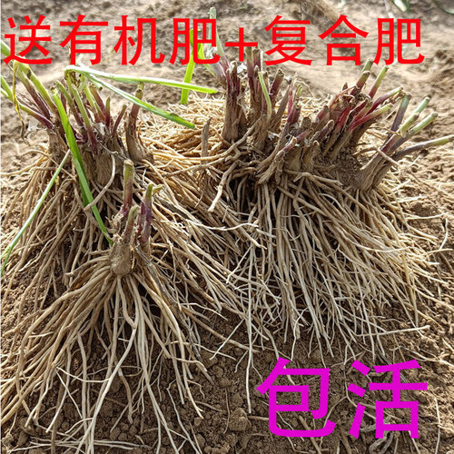 韭菜根苗现挖红紫根细小叶四季阳台室内盆栽韭菜种苗好养易活绿植 - 图1